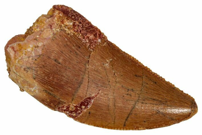 Serrated, Raptor Tooth - Real Dinosaur Tooth #332927